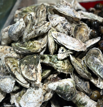 Hàu sữa