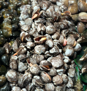 Sò lông