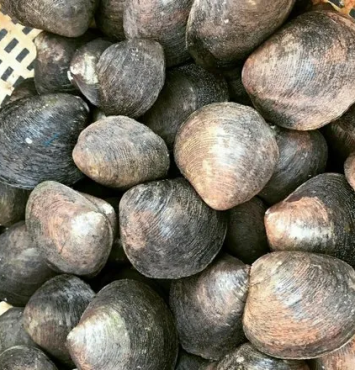 Vọp Sông 