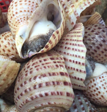 Ốc giấy