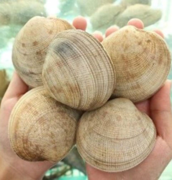 Sò sữa