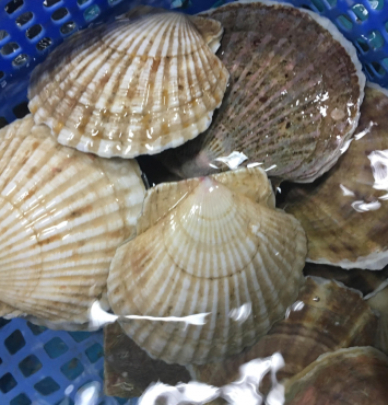 Sò điệp