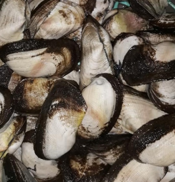 Sò dẹo