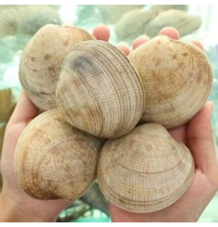 Sò sữa