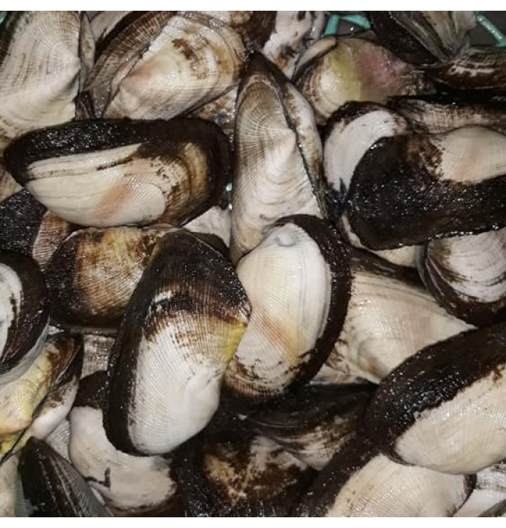Sò dẹo